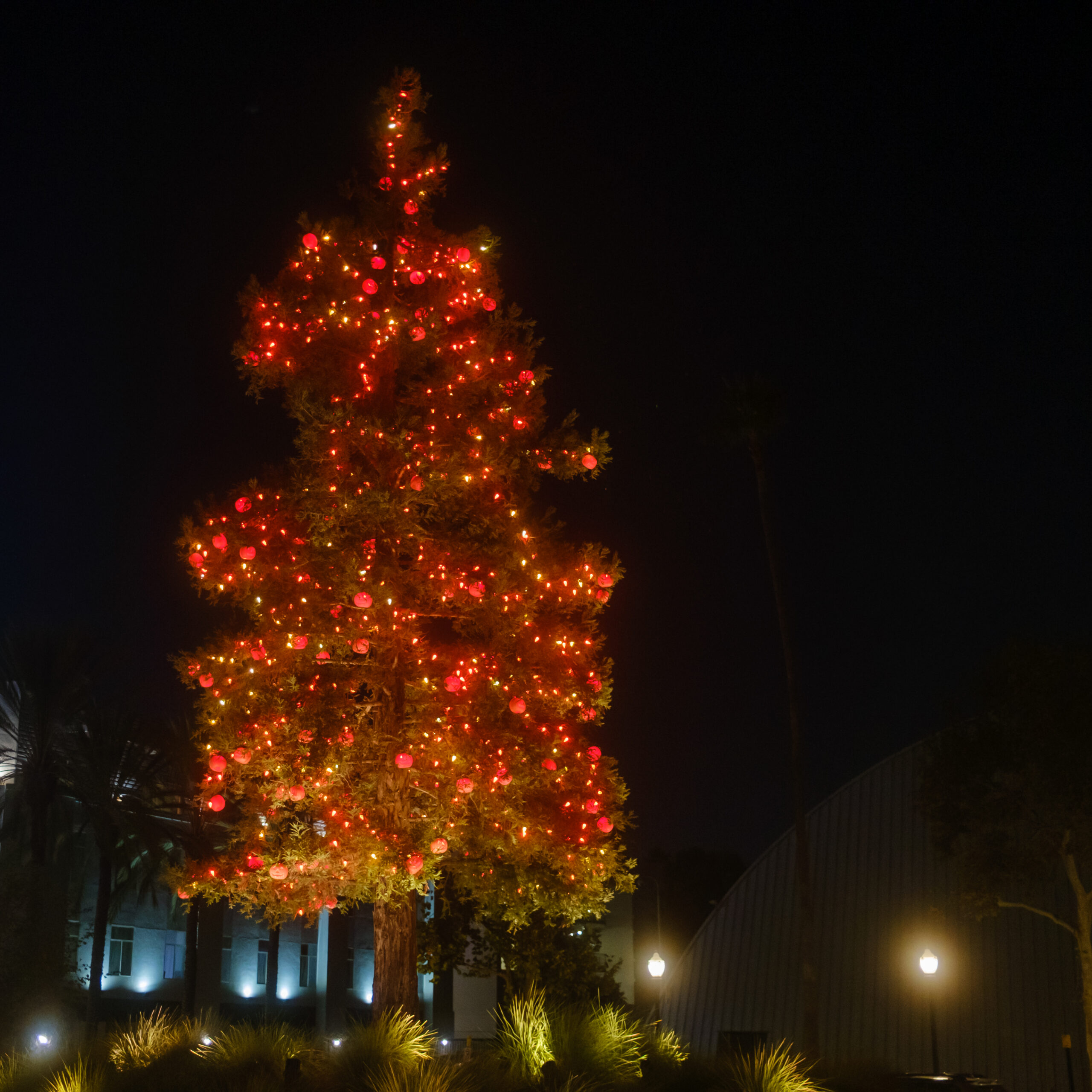 The Anaheim Halloween Tree glows on Center St Promenade.
